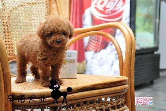 香槟色泰迪犬怎么养:宠物狗泰迪的饲养方法，两个月小泰迪怎么养？