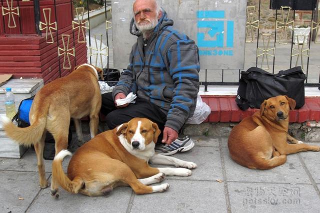 导盲犬珍妮 寄养家:导盲犬珍妮退役后的生活 哪部电影中狗对主人的忠诚感动了你？
