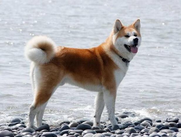 柴犬奇迹物语感想:养了一只像八公一样的柴犬是什么感受？
