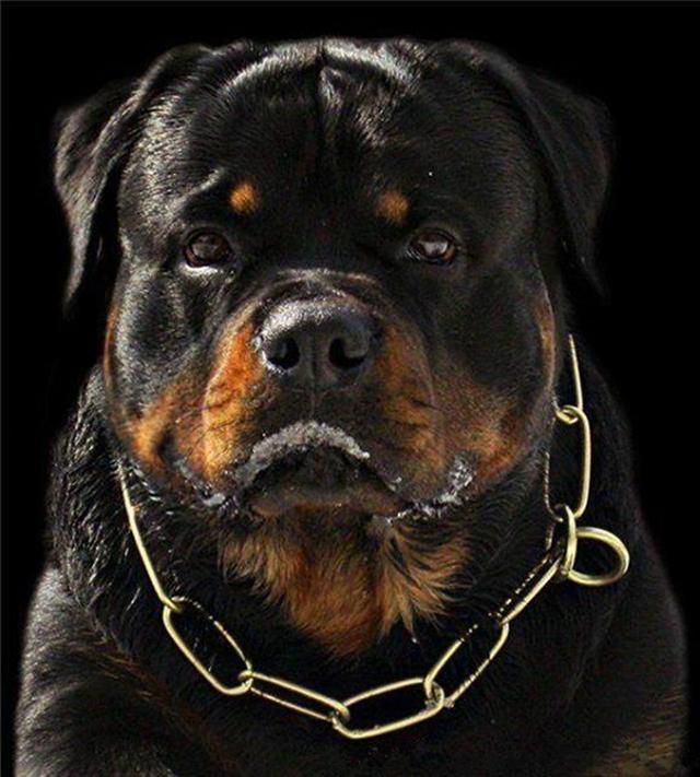 罗威那狗狗:罗威那的照片 罗威纳，真的是那种遭人恨的恶犬吗？