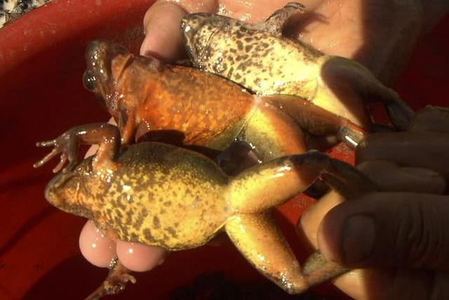 吃林蛙油需要知道哪些讲究，长白山林蛙油制作过程有多残忍
