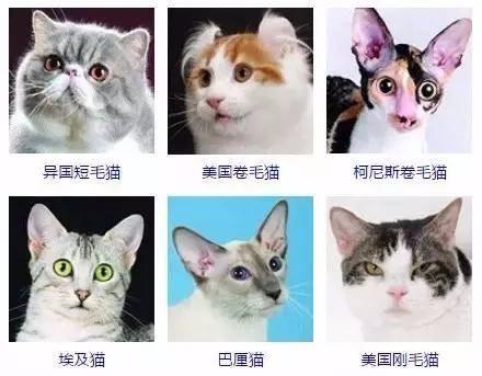宿舍里怎么养猫:你怎么看待大学生在宿舍养宠物的现象？ 宿舍里养猫都是怎么藏的