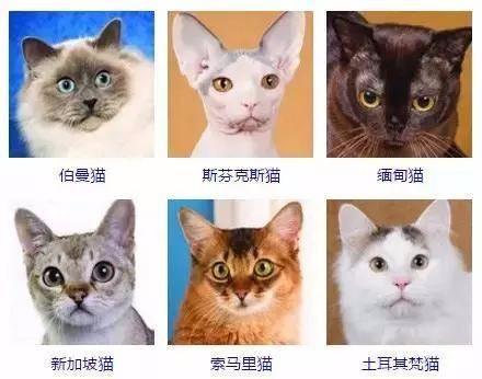 宿舍里怎么养猫:你怎么看待大学生在宿舍养宠物的现象？ 宿舍里养猫都是怎么藏的