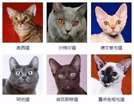 宿舍里怎么养猫:你怎么看待大学生在宿舍养宠物的现象？ 宿舍里养猫都是怎么藏的