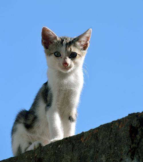 日本截尾猫:日本截尾猫图片 在日本宠物可以进地铁吗？
