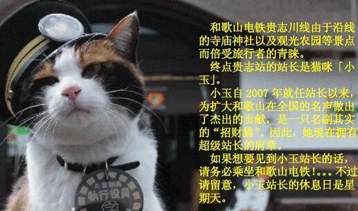 日本截尾猫:日本截尾猫图片 在日本宠物可以进地铁吗？