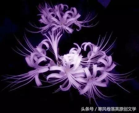 彼岸花头像,彼岸花美图和传说有哪些？