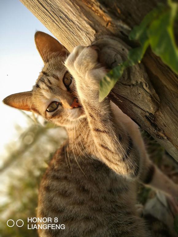 猫猫表情网加油:猫咪的情绪会有表情表现出来吗？