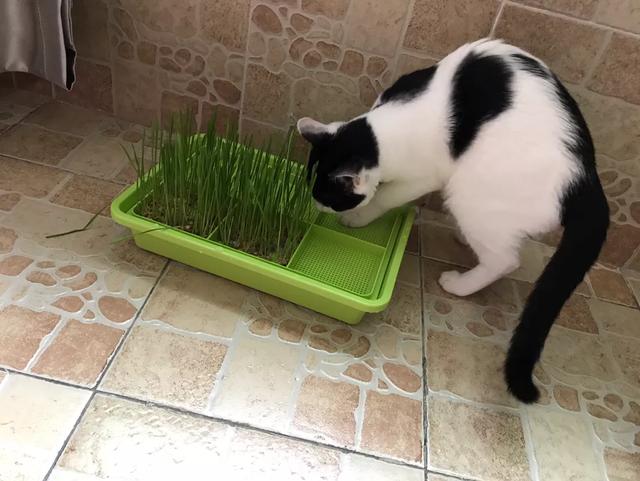 爱洗澡的猫猫视频:小朋友爱洗澡的视频 你洗澡时猫咪老是蹲在门口吗，它是守护你么？