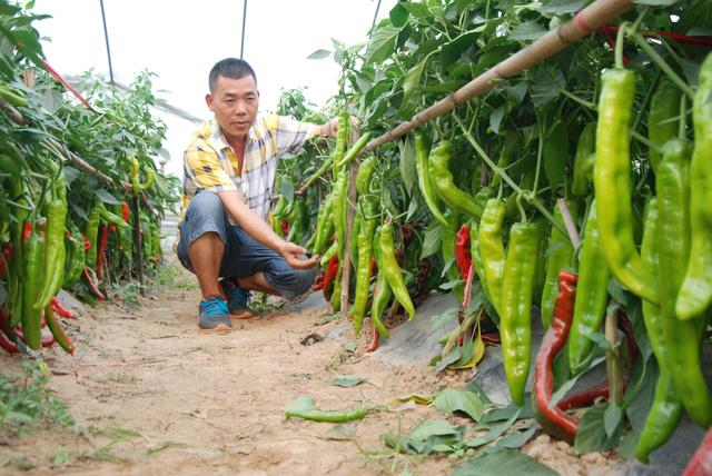 (付老師種植技術團隊的回答,0贊)