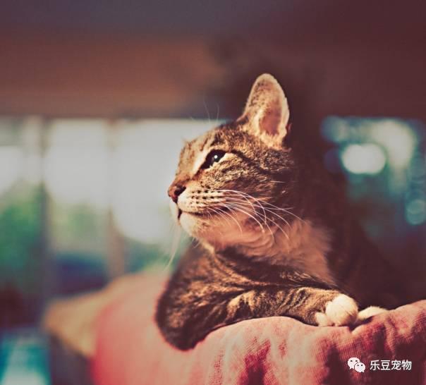 宠物地带被家猫咬了:被自己家的猫抓破了一点，需要打针吗？