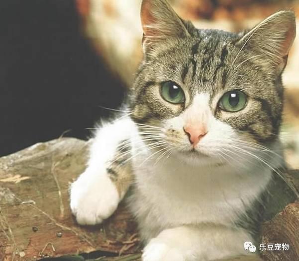 宠物地带被家猫咬了:被自己家的猫抓破了一点，需要打针吗？