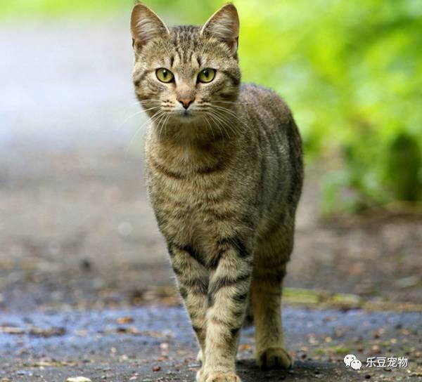 宠物地带被家猫咬了:被自己家的猫抓破了一点，需要打针吗？