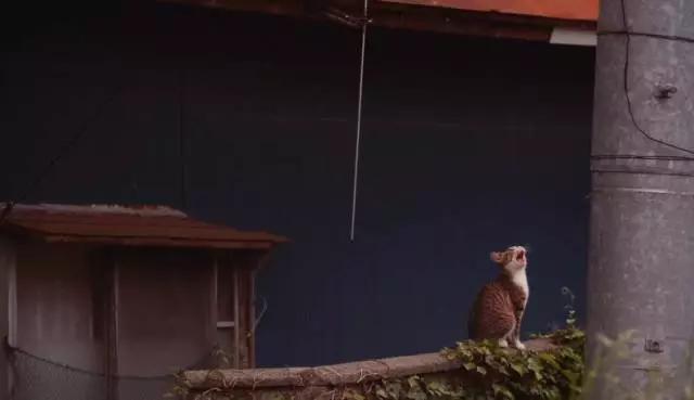 猫咪物语10:有哪些关于猫的纪录片值得推荐的？ 猫咪物语1百度云