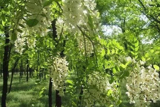 孟州滨河公园荷花花期多少天:孟州滨河公园赏荷花最好时间 河南有哪些赏花的好地方？