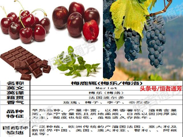 赛美容葡萄特点:葡萄种类繁多，哪种葡萄适宜酿酒？