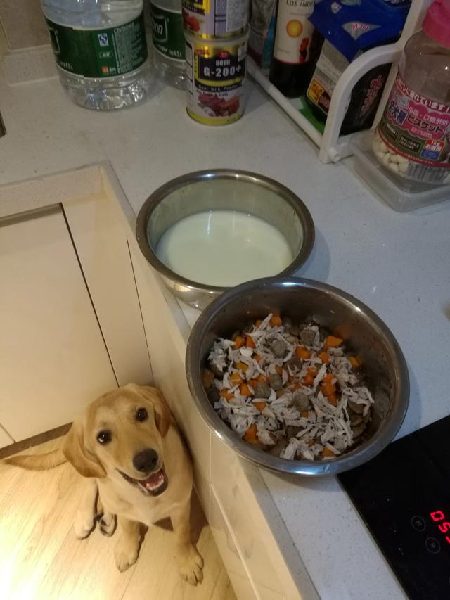母的拉布拉多好养吗:拉布拉多犬真的很能吃吗？