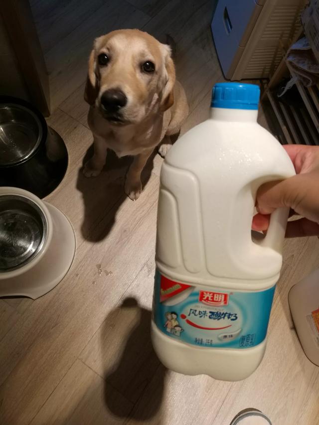 母的拉布拉多好养吗:拉布拉多犬真的很能吃吗？