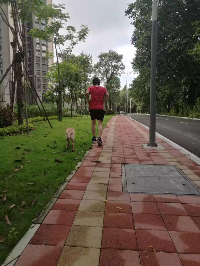 母的拉布拉多好养吗:拉布拉多犬真的很能吃吗？