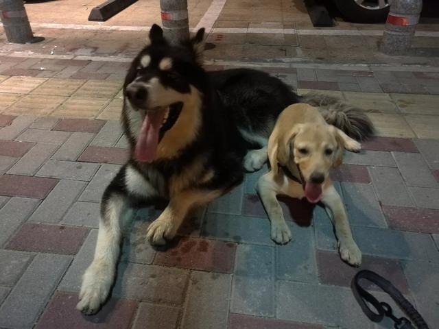 母的拉布拉多好养吗:拉布拉多犬真的很能吃吗？