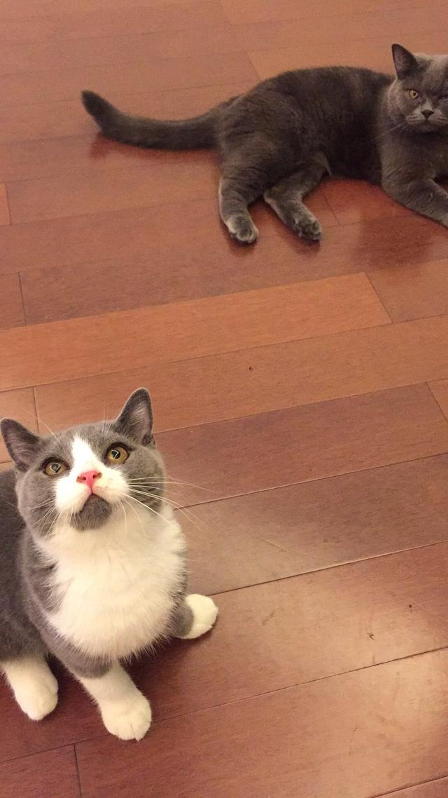 猫咪:你家猫咪有哪些特别的癖好？