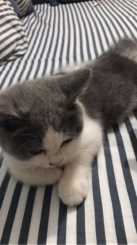 比较受欢迎而且容易养的猫有哪些推荐？
