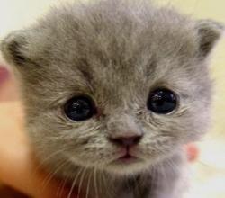 学校里养猫的坏处:宿舍阿姨有权禁止在宿舍区喂猫吗？