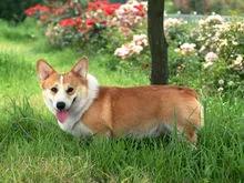 法兰德斯牧牛犬冠军:狗界中你觉得哪些狗狗最萌最可爱呢？ 法兰德斯牧牛犬