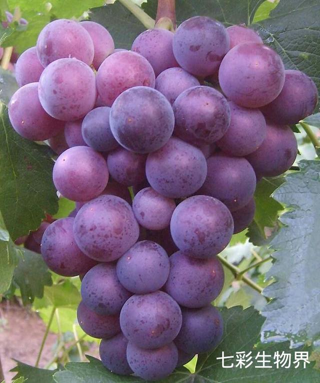 红酒葡萄品种那种最好，葡萄种类繁多，哪种葡萄适宜酿酒