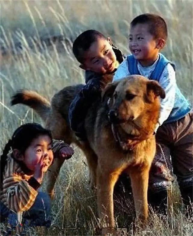 gogo中国名狗:土狗那么忠诚，为什么很多人却瞧不起土狗？