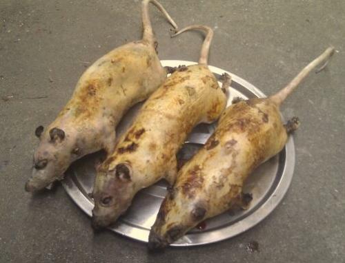 老鼠肉口感如何？