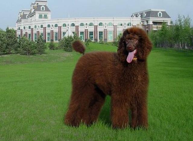 貴賓犬大種有哪些？