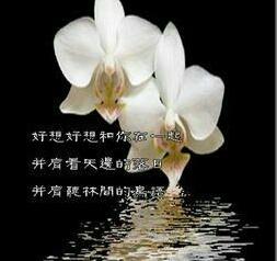 宠物志愿百度网盘:为什么爱上一个不该爱的人这么的痛苦？
