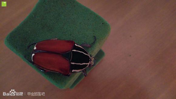 头条问答 如何制作甲壳类动物的标本 3个回答