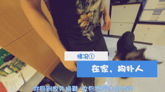 狗扑:如何纠正狗狗见人就扑的坏习惯？