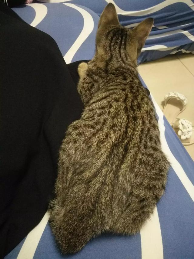 俄罗斯蓝猫胖了:什么品种的猫，天生就容易胖？ 俄罗斯蓝猫怎么和无毛猫那么像