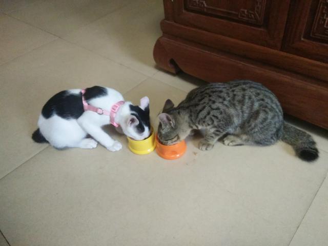 俄罗斯蓝猫胖了:什么品种的猫，天生就容易胖？ 俄罗斯蓝猫怎么和无毛猫那么像