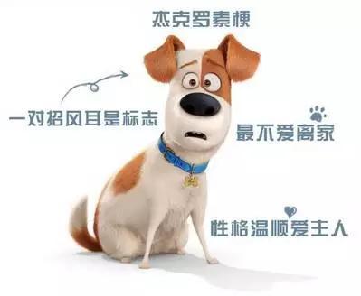天津市爱狗网:一些爱狗人士身上有哪些缺点？
