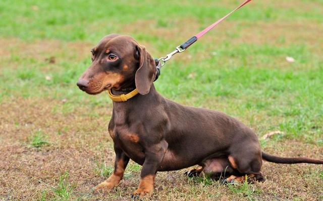 全能警卫犬:警卫犬品种 看家护院选择哪种犬比较好？