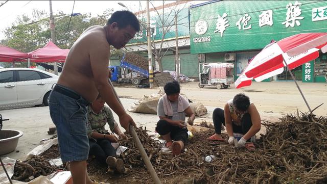 2022年种哪些药材能赚钱，农村有6亩地，该种些什么药材能年收入5-10万还不愁销路？