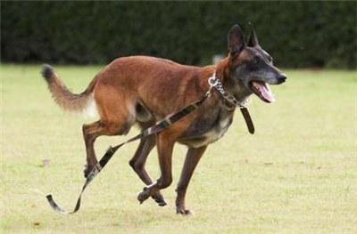 比利时牧羊犬图片:关于比利时马犬，你知道多少？这种犬的服从性是不是世界第一？ 比利时牧羊犬图片大全