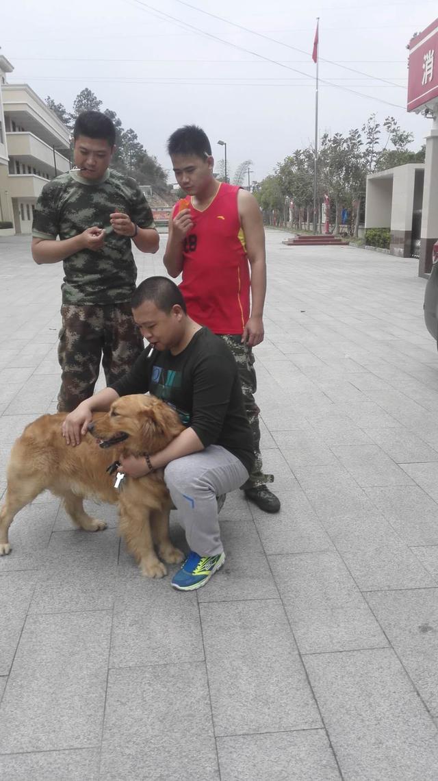 德牧是最好的护卫犬:德牧是护卫犬吗 金毛、边牧和德牧哪个最适合家养？