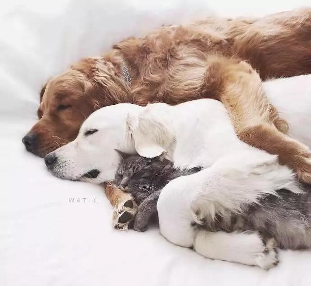 高清白色金毛犬图片:白色金毛犬图片大全 金毛一共分为几种颜色的，什么颜色的比较贵？