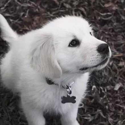 高清白色金毛犬图片:白色金毛犬图片大全 金毛一共分为几种颜色的，什么颜色的比较贵？