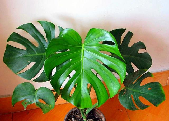 草本植物有哪些:家里种植什么大型植物最好看？