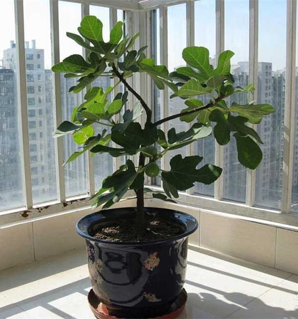 草本植物有哪些:家里种植什么大型植物最好看？