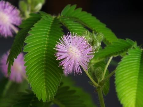 草本植物有哪些:家里种植什么大型植物最好看？