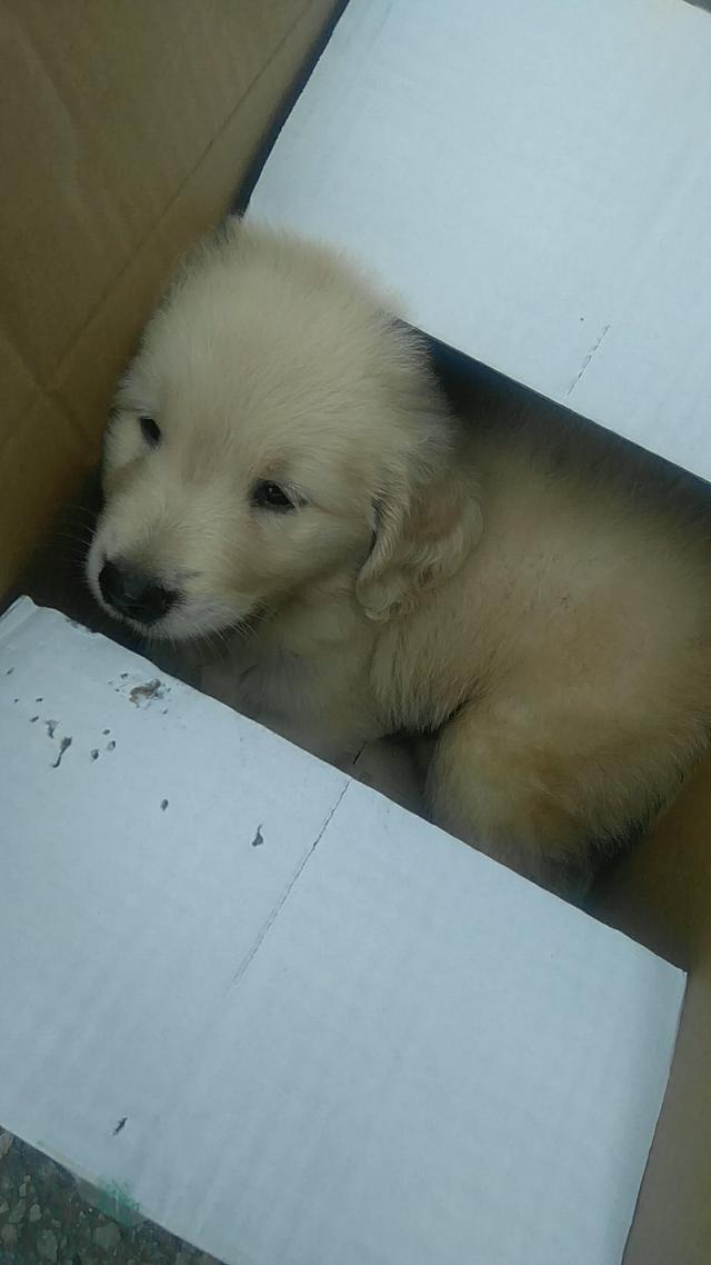 卡南犬幼犬图片:拉布拉多幼犬大概什么价位？