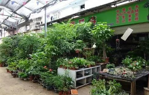 武汉宠物食品批发市场:武汉有专门的花鸟市场吗？