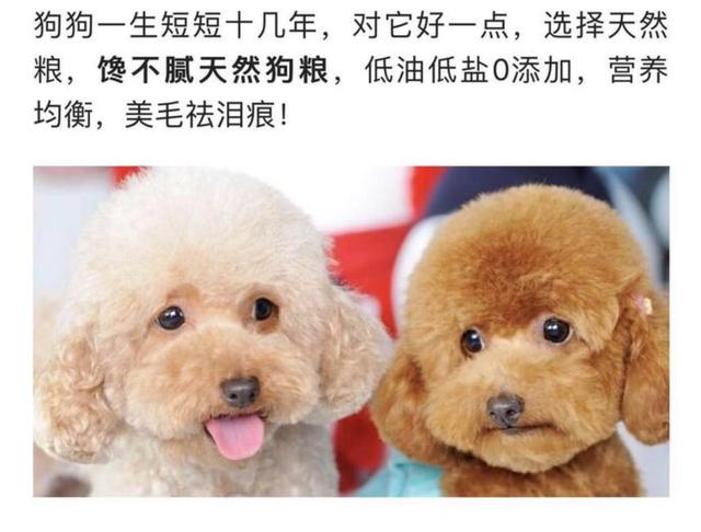 熊皮沙皮犬是什么品种:巴哥和沙皮犬有什么区别吗？ 沙皮犬有几种品种